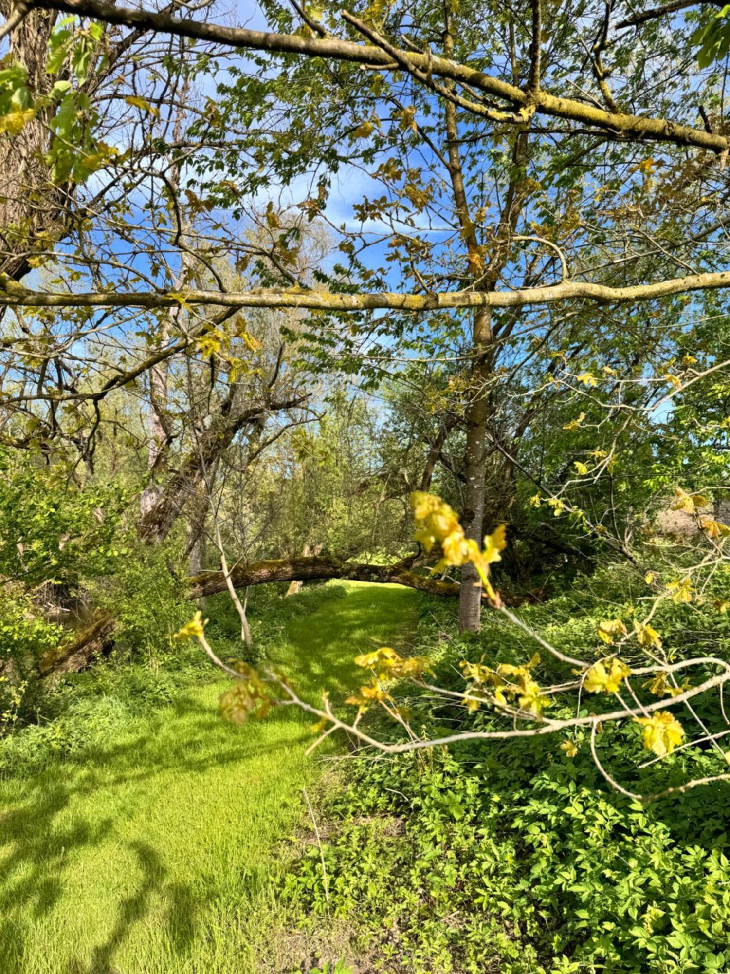 Am Flussgarten Eriskirch Exteriör bild