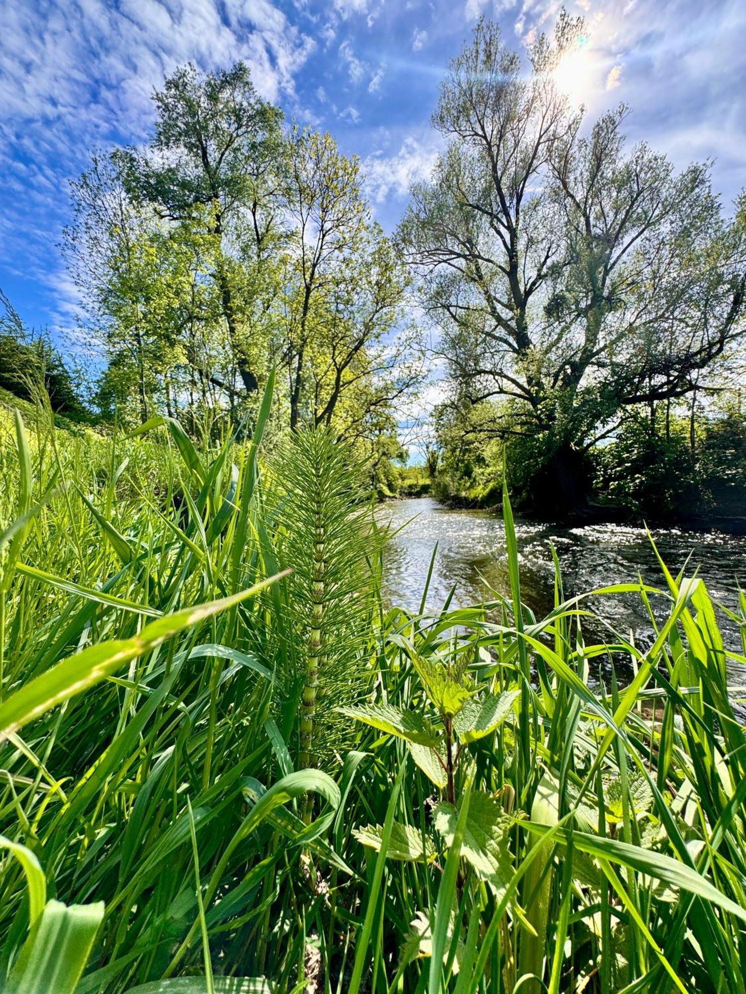 Am Flussgarten Eriskirch Exteriör bild